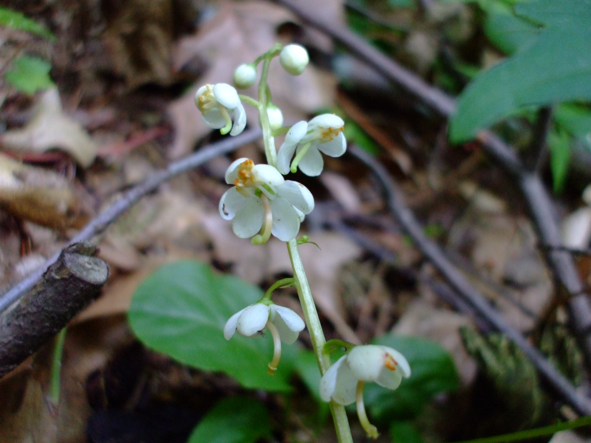 Pyrola elliptica